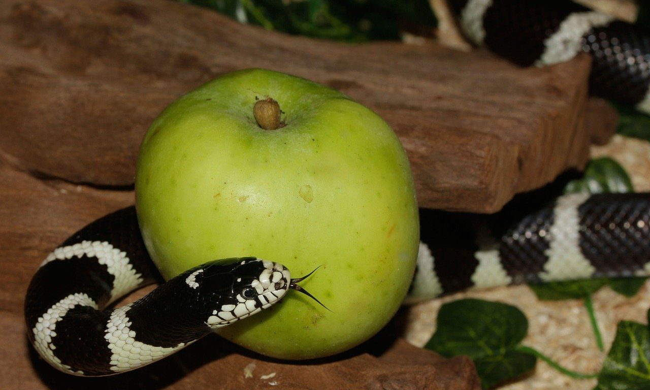 snake with forbidden fruit